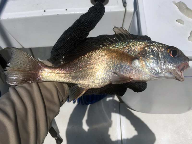 deepwater-croaker Deep water croaker in the Pacific