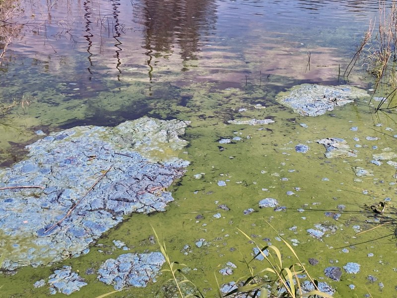 florida-blue-green-algae blue green algae bloom