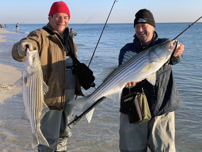 northeast-striper-surf-casting surf casters catch striped bass