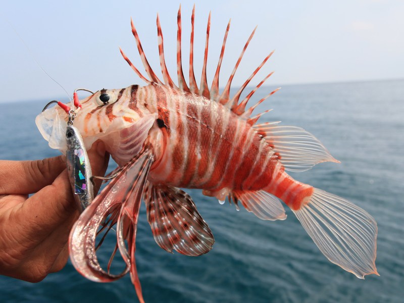 plaintail-lionfish Plaintail lionfish caught on a metal jig