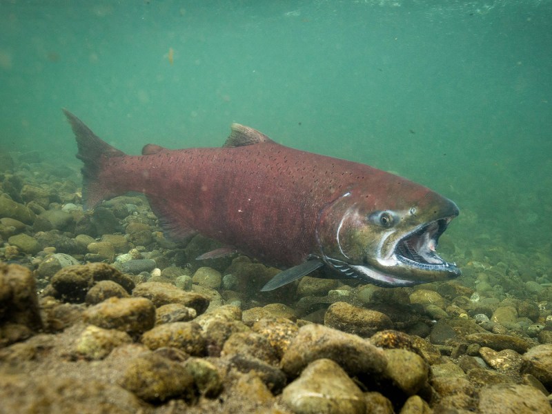 chinook-underwater Alaska chinook swimming underwater