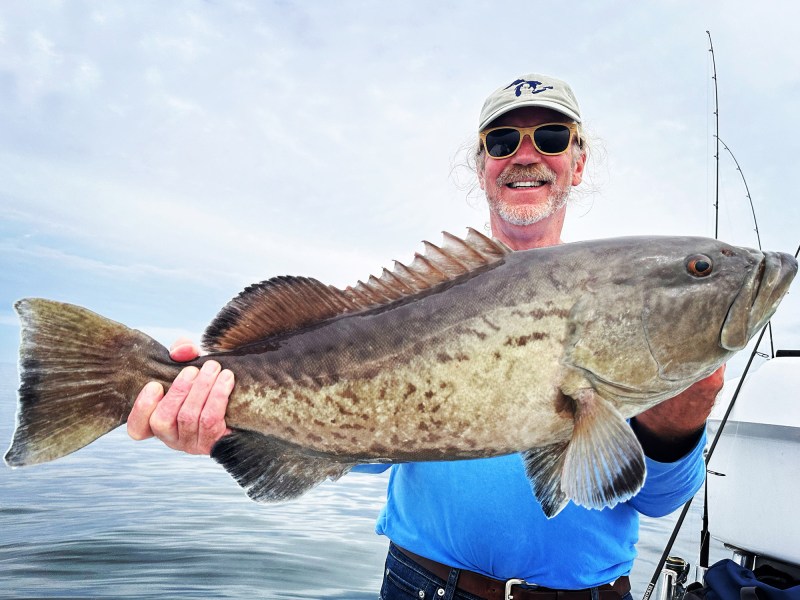 gulf-gag-grouper Gag grouper from the Gulf of Mexico
