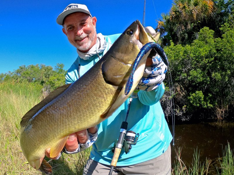 Bowfin-on-bass-lure Bowfin caught on a bass lure