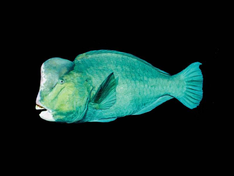 SPF624-Skinny99-Bumpie Bumphead parrotfish