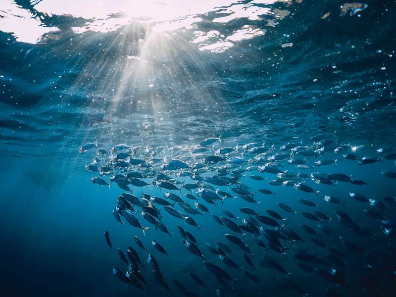 SPF624-Skinny99-Fishfinder School of fish underwater