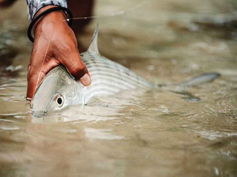SPF624-Skinny99-McGlothlin-bonefish Bonefish in the Bahamas