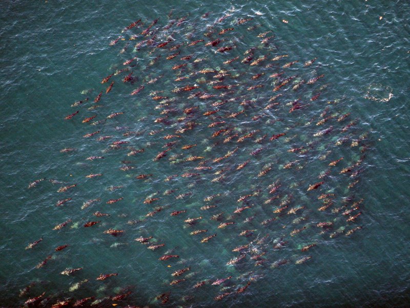 bluefin-tuna-school bluefin tuna school