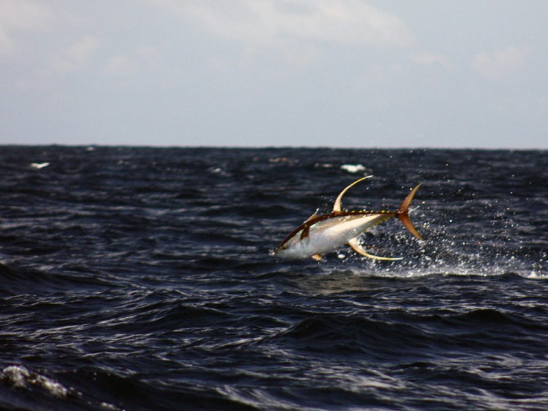 long-finned-yellowfin allison yellowfin tuna jump