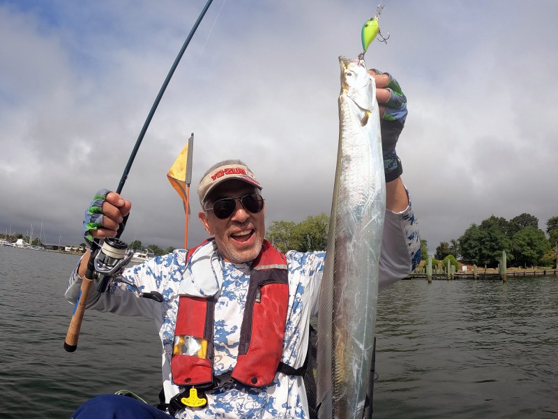 ribbonfish-catch cutlassfish are also called ribbonfish