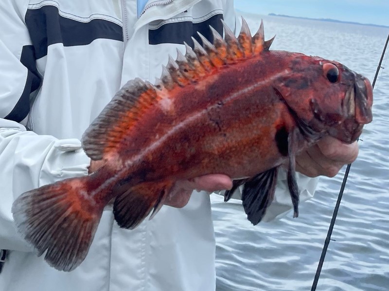 Alaska-rockfish Northwest Pacific yellow eye rockfish