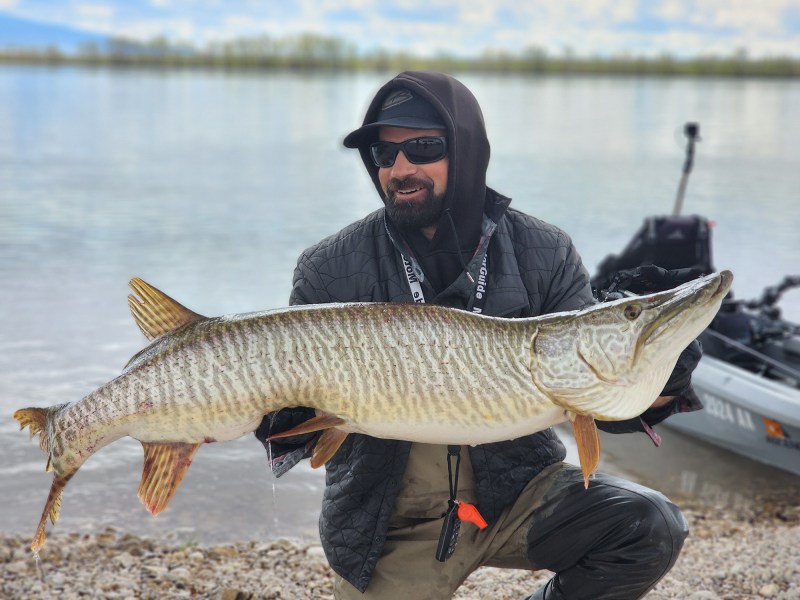 Tiger-Muskie Angler on the bank holds the new world length record tiger muskie.