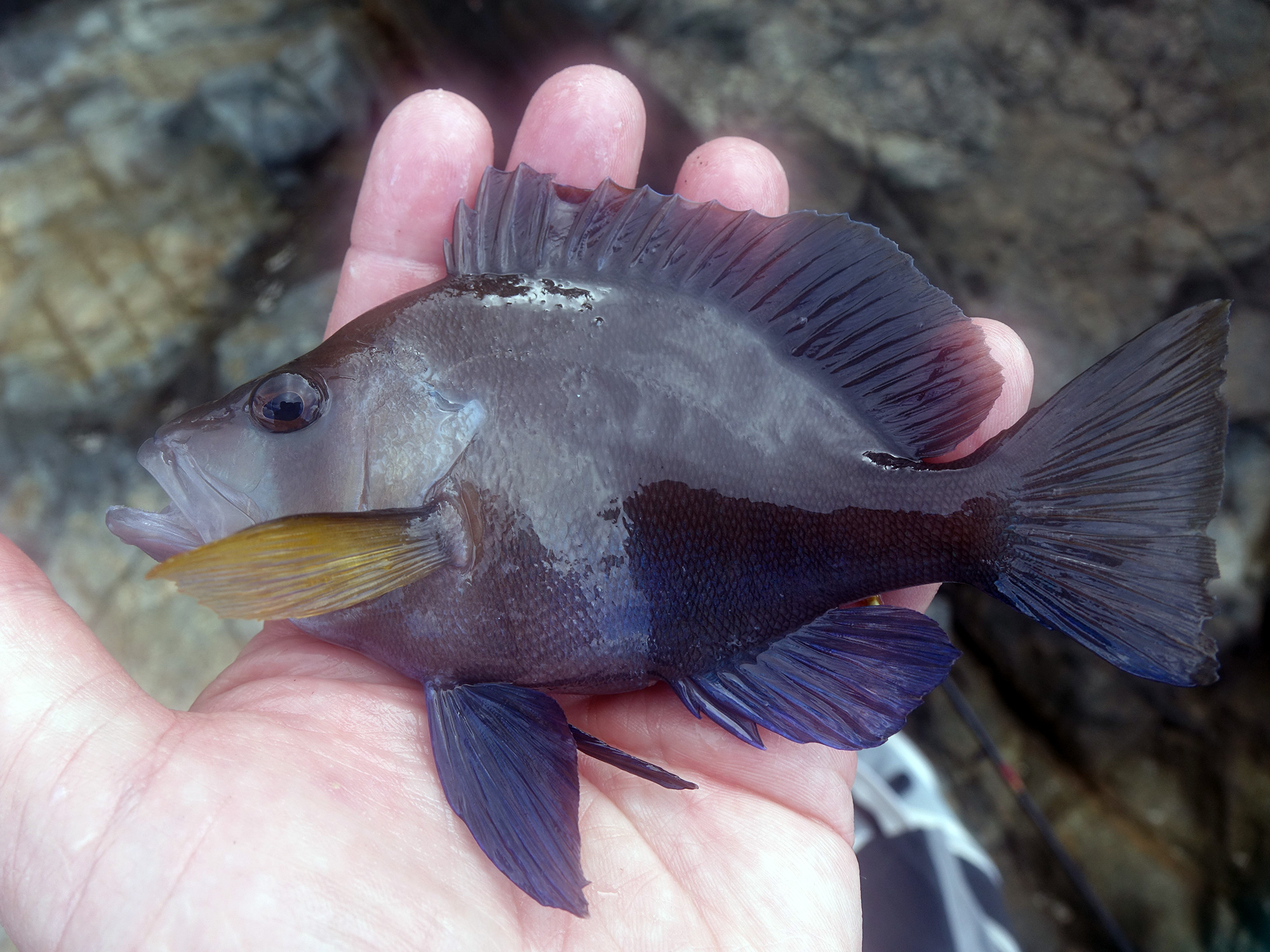 A Tiny Bahamas Sea Bass | Sport Fishing Mag