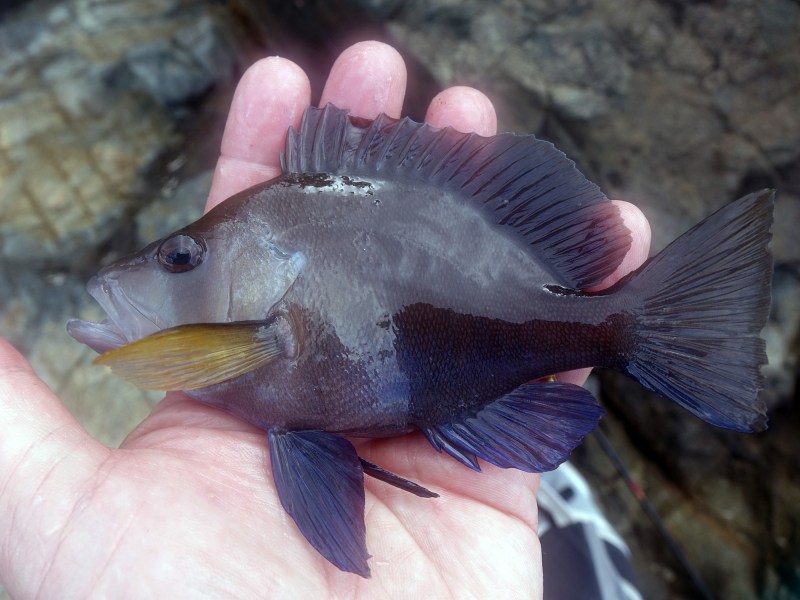hamlet-fish-from-Bahamas Bahamas hamlet fish