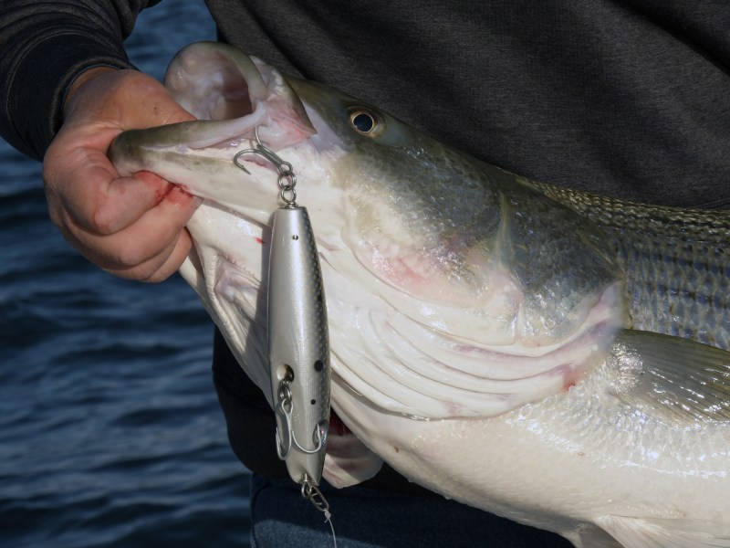 outcast-lures Outcast lures pencil popper