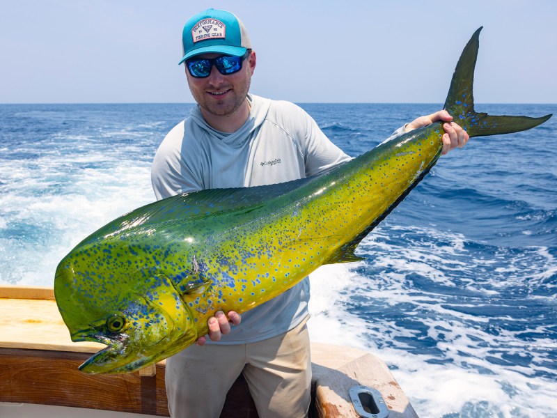 mahi-catch Mahi catch