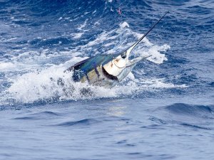 Sailfish