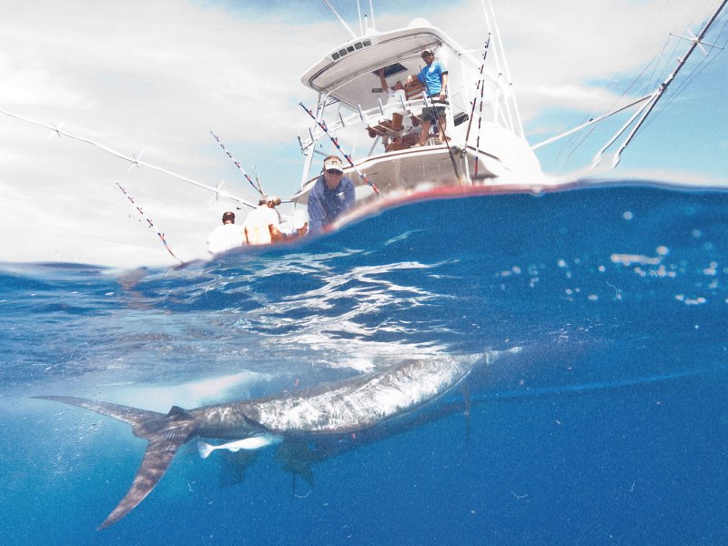 TAA125-Native-1 Catching billfish off the Crystal Coast