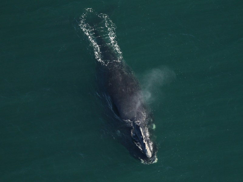 right-whale-swimming right whale sighting