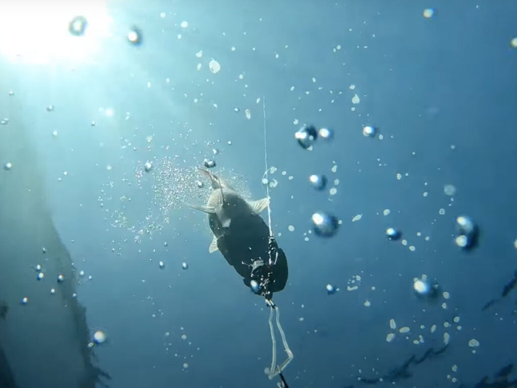 Return ‘Em Right device on reef fish