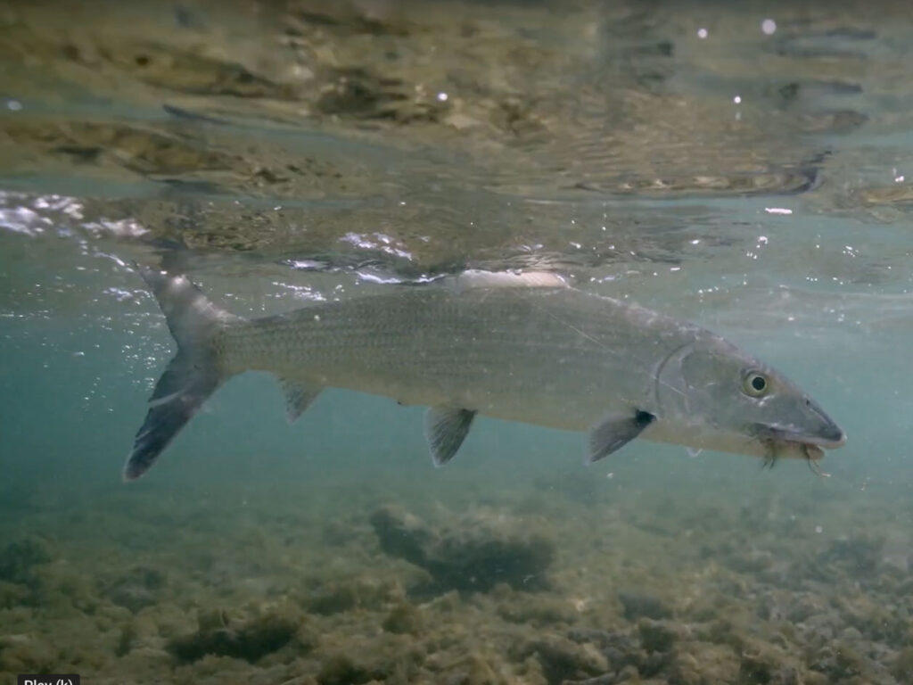 Bonefish in the Keys