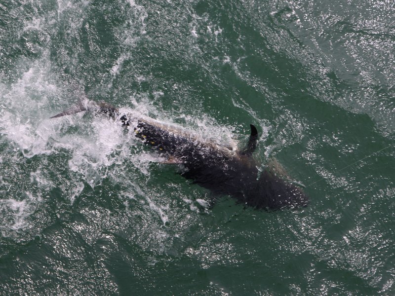 Catching bluefin from Jennette's Pier