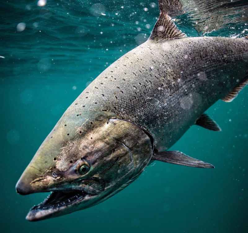 Chinook salmon
