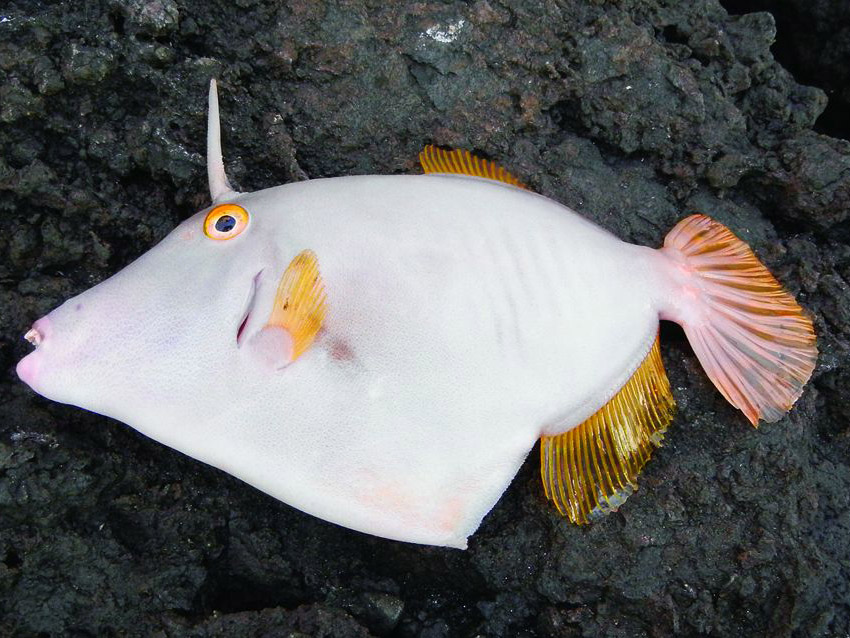 Unusual color-reversed specimen of barred filefish which are normally grey on the sides.