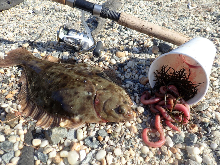 winter flounder and blood worms