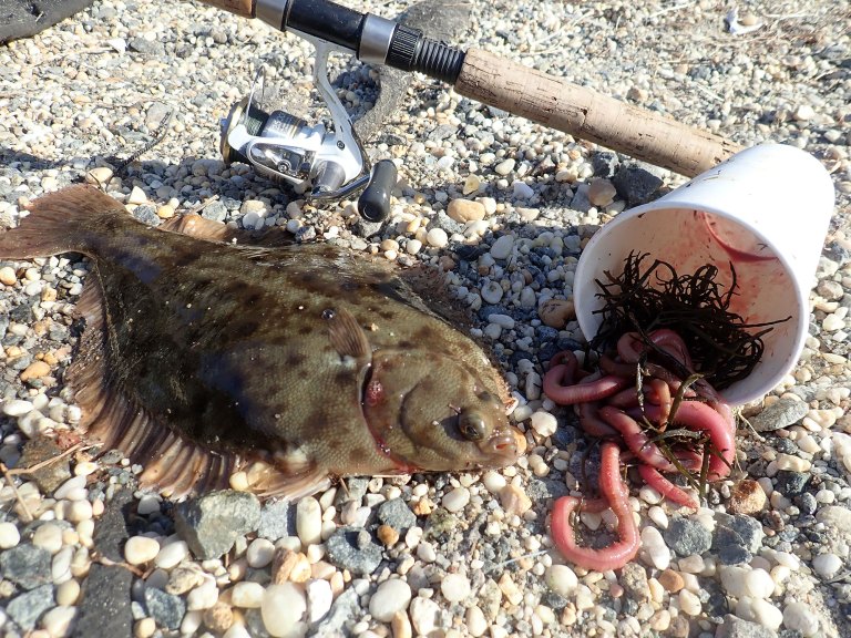 winter-flounder-and-bait winter flounder and blood worms