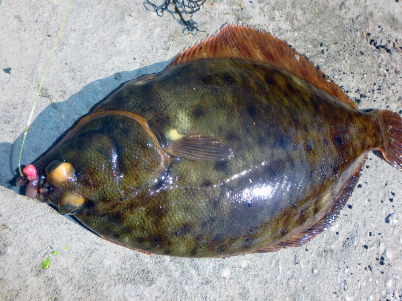 winter flounder close up