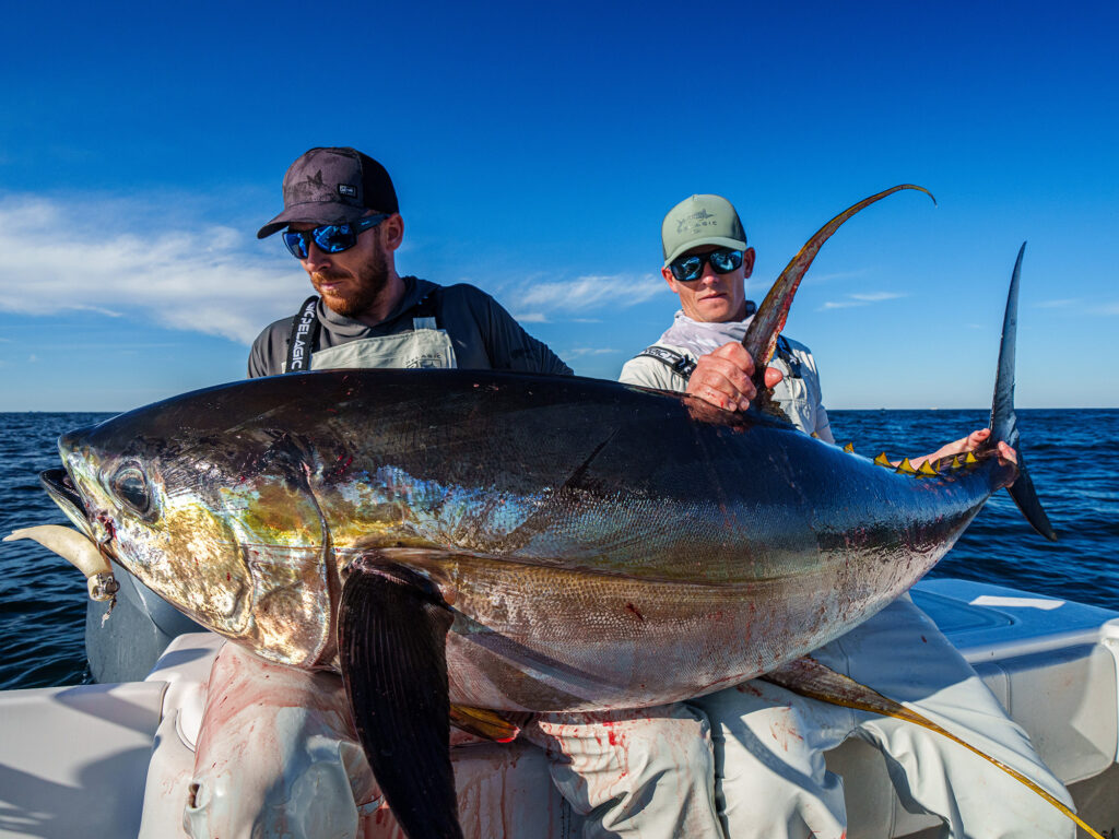 yellowfin tuna