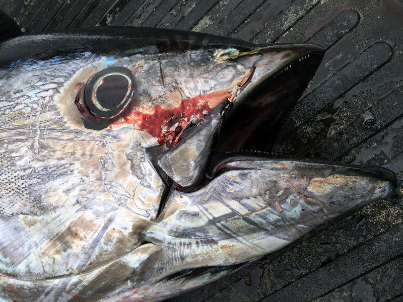 bluefin-tuna-harvest Maine Bluefin tuna