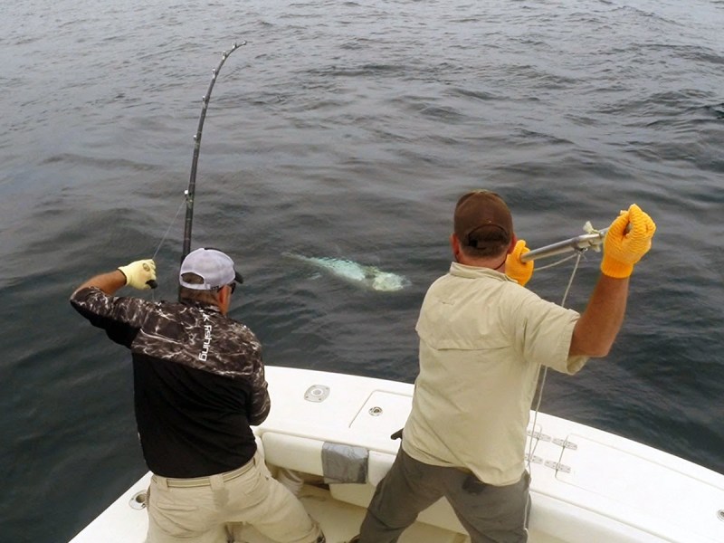 Harpoon a bluefin tuna