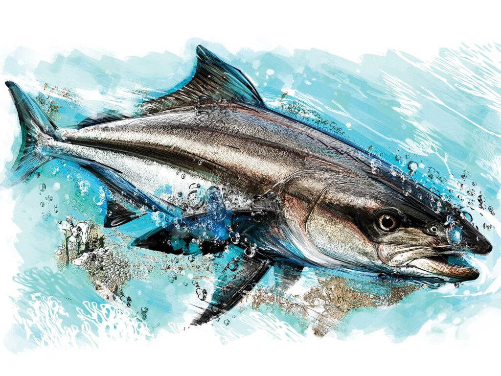 Cobia fish facts