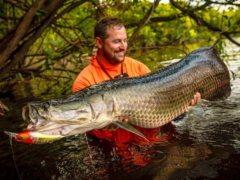Arapaima South American arapaima