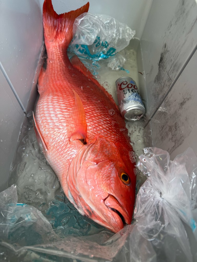 Blackfin snapper in a cooler on ice.