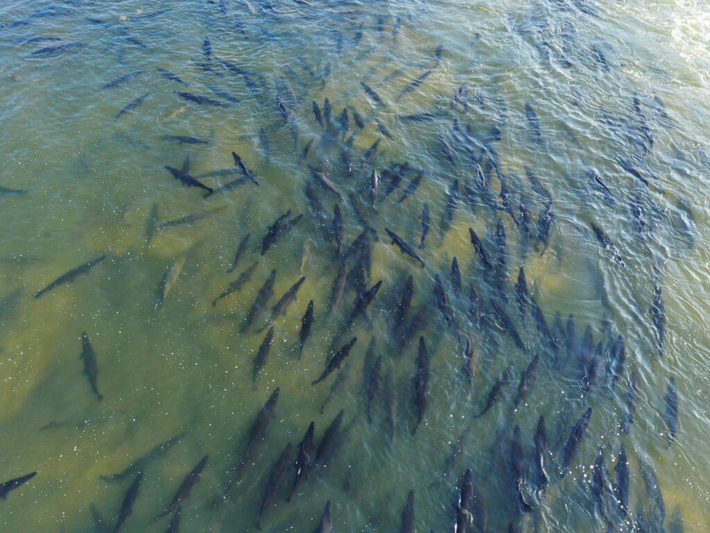 Giant school of big gar, Trinity River, Texas