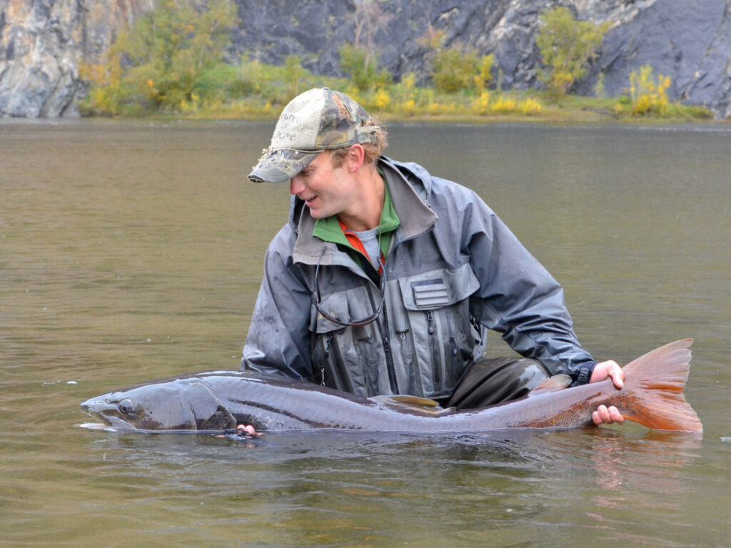 Mongolian taimen