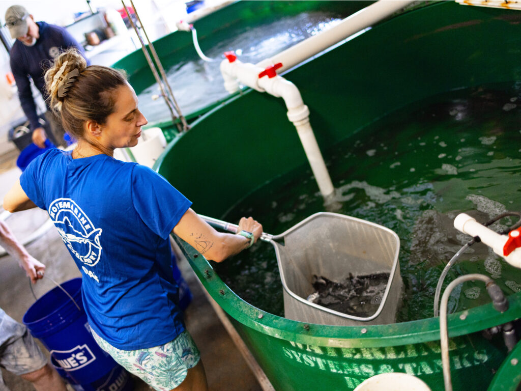 Snook hatchery