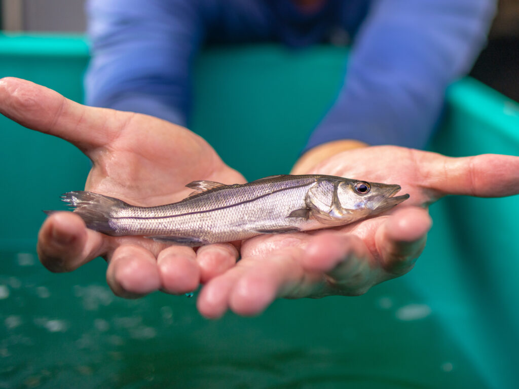 Juvenile hatchery-reared snook.