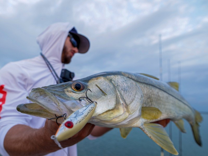 Snook-lure Snook caught on an artificial lure.