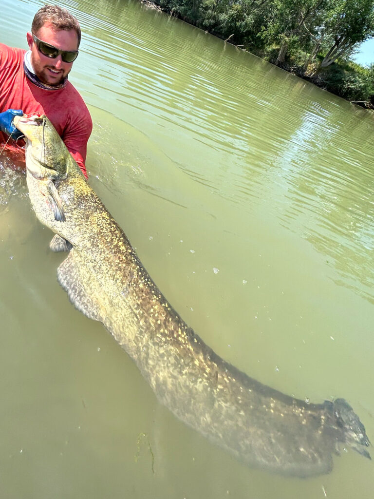 Wels Catfish Rio Ebro, Spain.