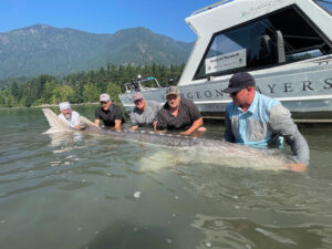World record white sturgeon