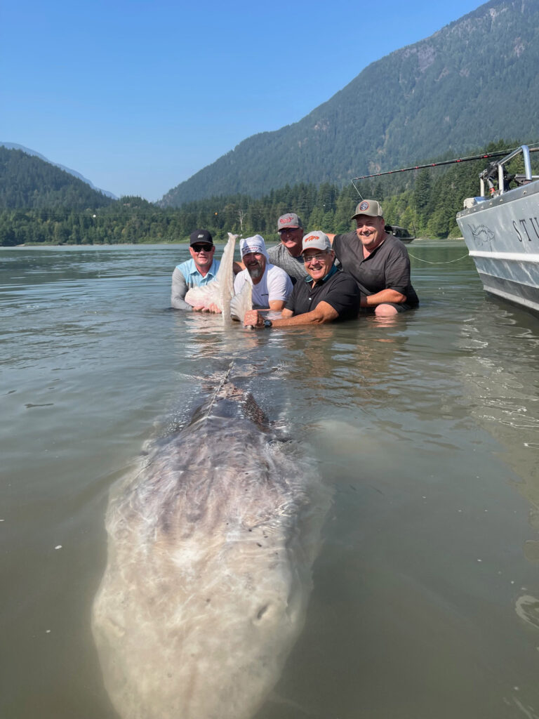 White Sturgeon from British Columbia's Fraser River