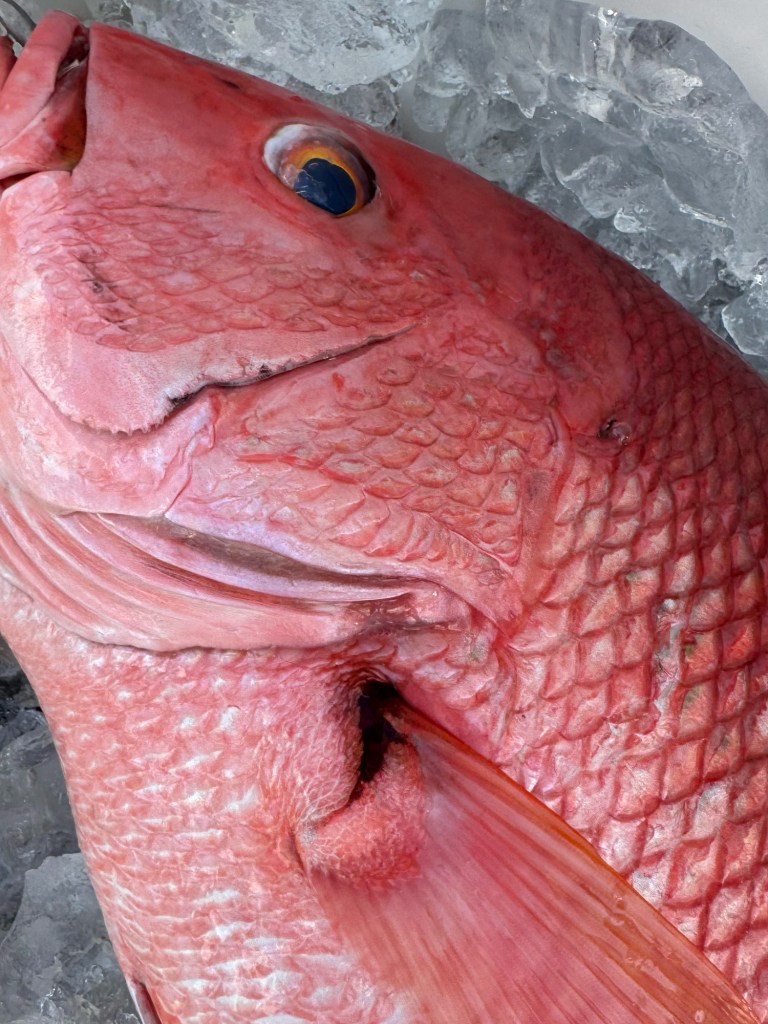 Comma-shaped black spot at the base of a blackin snapper's dorsal fin.