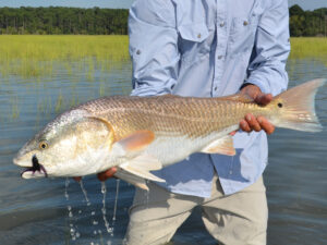 Redfish, commercial menhaden fishing industry.