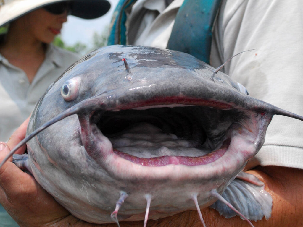 Chesapeake Bay blue catfish.