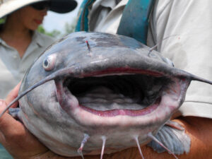 Chesapeake Bay blue catfish.