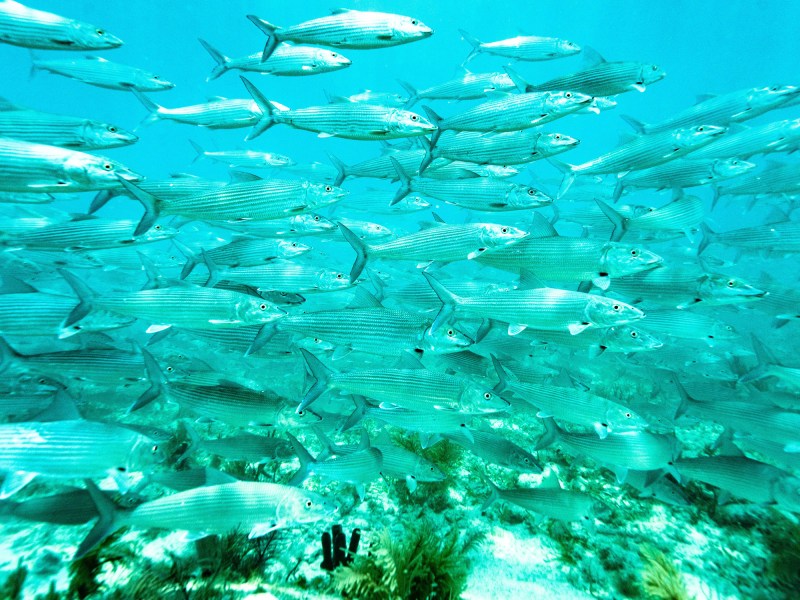 Bonefish-spawning-aggregation bonefish aggregation