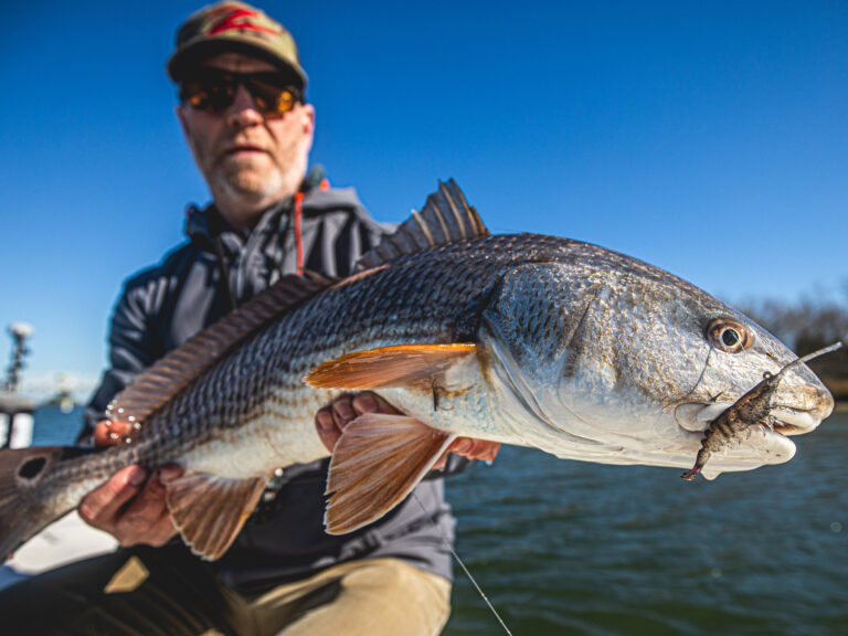 Redfish caught on a Z-Man PrawnstarZ lure